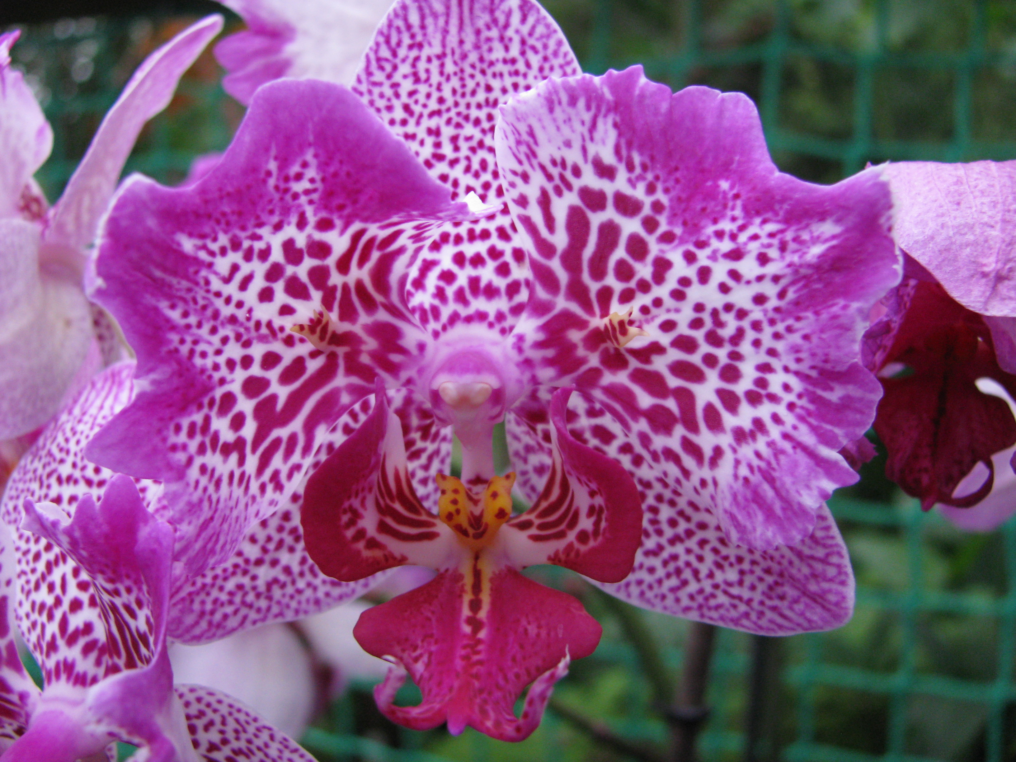 Výstava orchideí 031.jpg