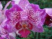 Výstava orchideí 031.jpg