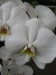 Výstava orchideí 041.jpg