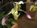 Výstava orchideí 090.jpg